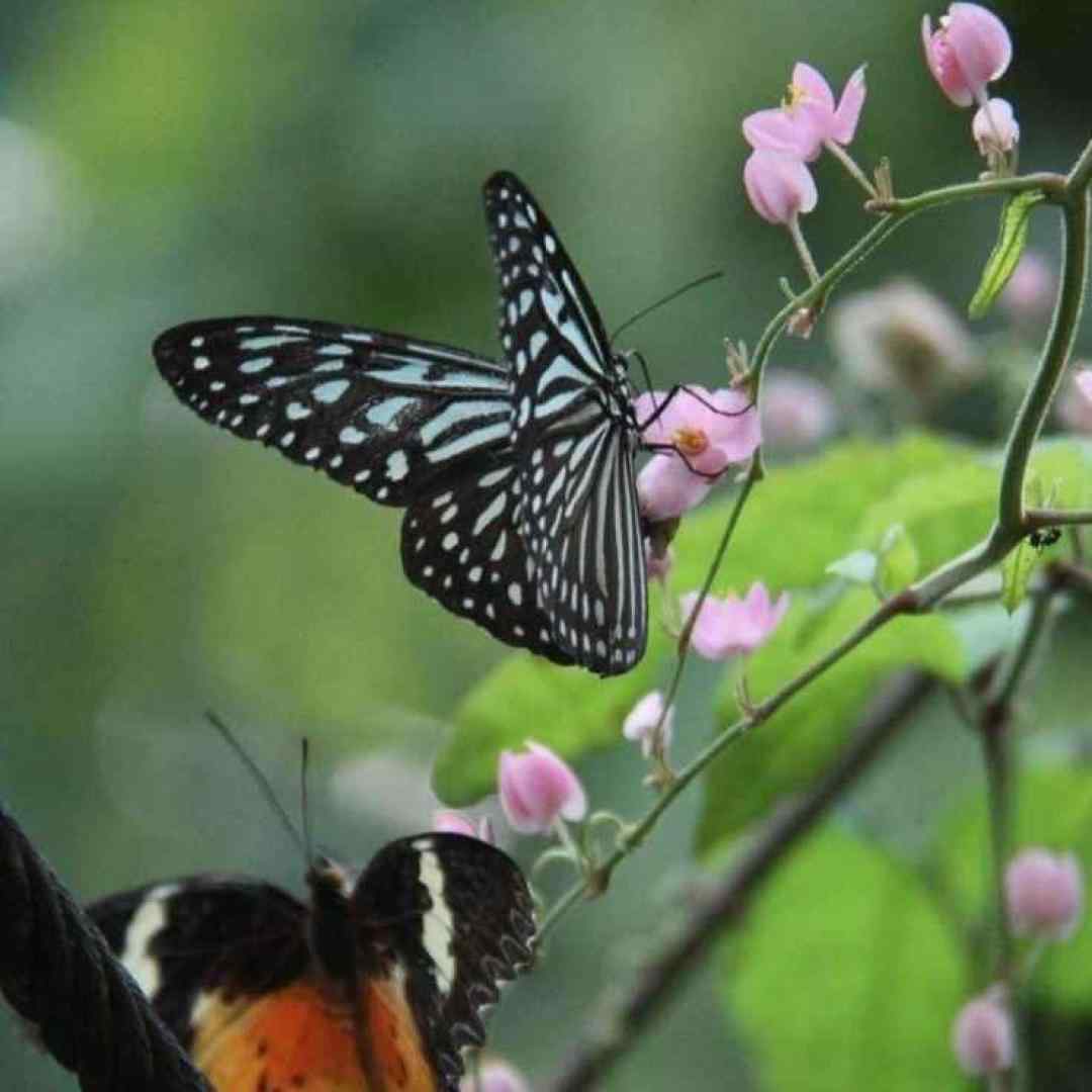  ده ما یه خانی داره ثروتش تهی نداره