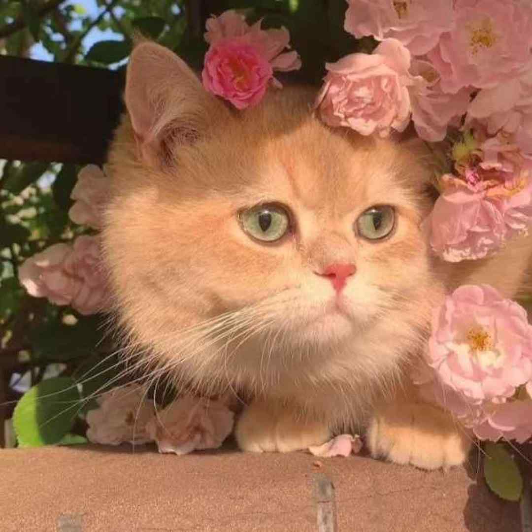  به حرف که نیست آخه یه عاشق نگاهش داره فرق