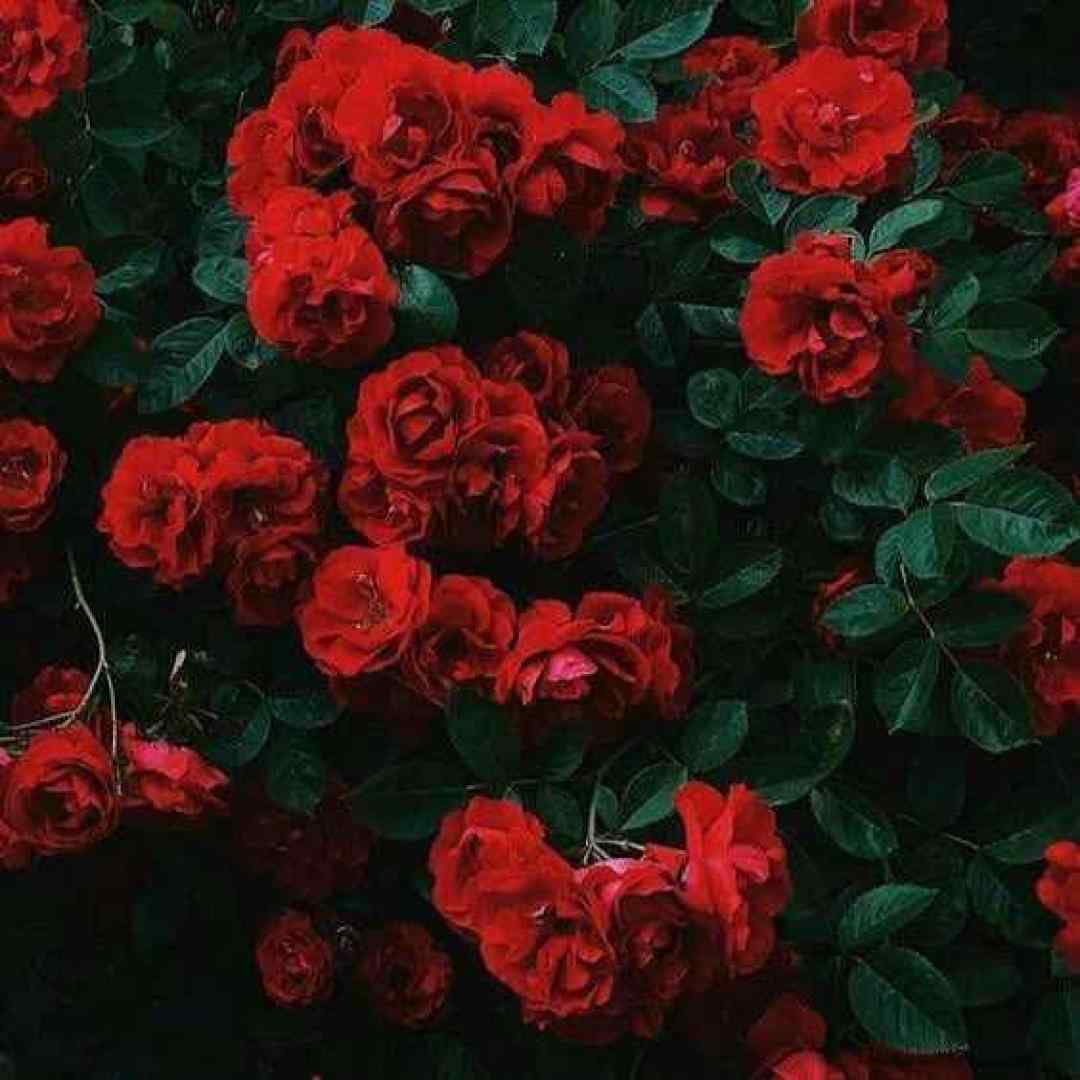  دل دنیارو خون کردی که اینجوری تو رفتی ورژن اینستاگرامی