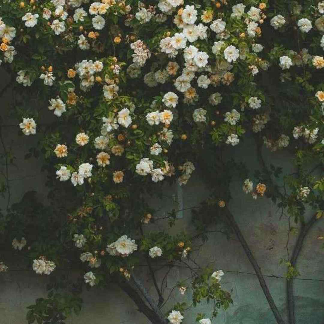  هرجوری قلبمو عقلمو جونمو بردی