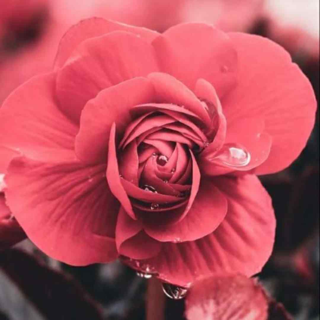  این دل من دست توئه