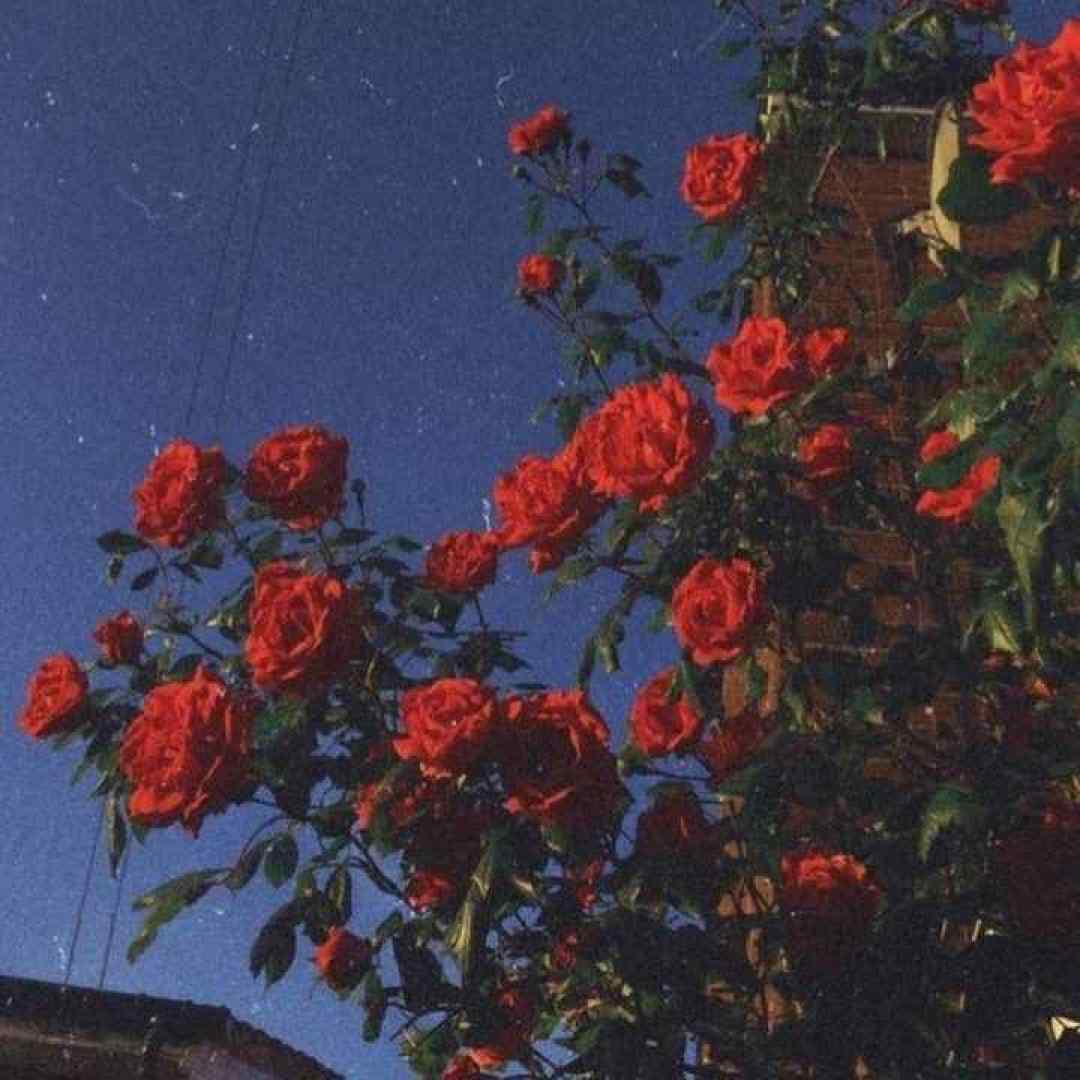  میدونم میدونم قد رعنا داری