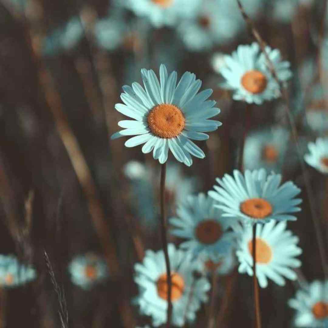  هرچی گفتم پس میگیرم میخام عشقتو دست بگیرم با گیتار صدای دختر