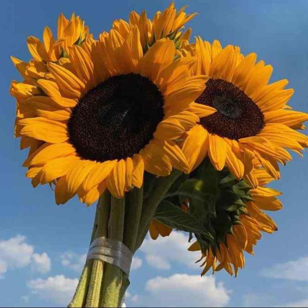 تو بگو کجا برم هیچکی منتظرم نیست ورژن اینستاگرامی