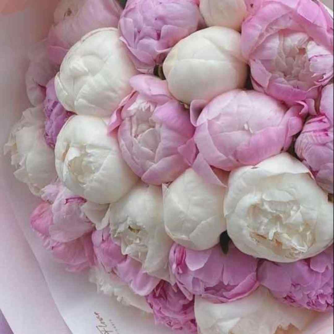  مخمل سیاهی بود رنگ آشنایی بود