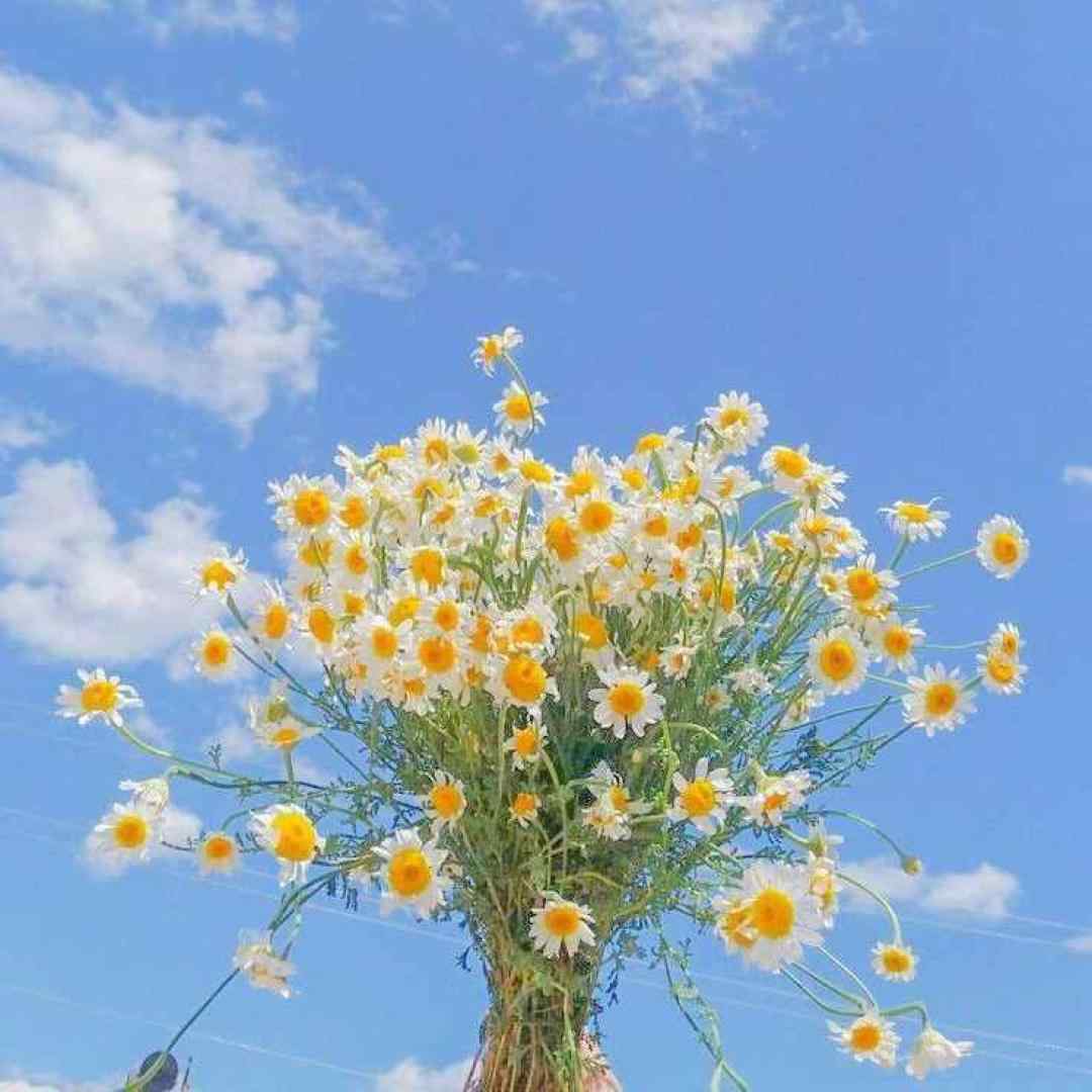 ترمه و اطلس بیارید تا بپشونم تنش اجرای گروهی اینستاگرامی