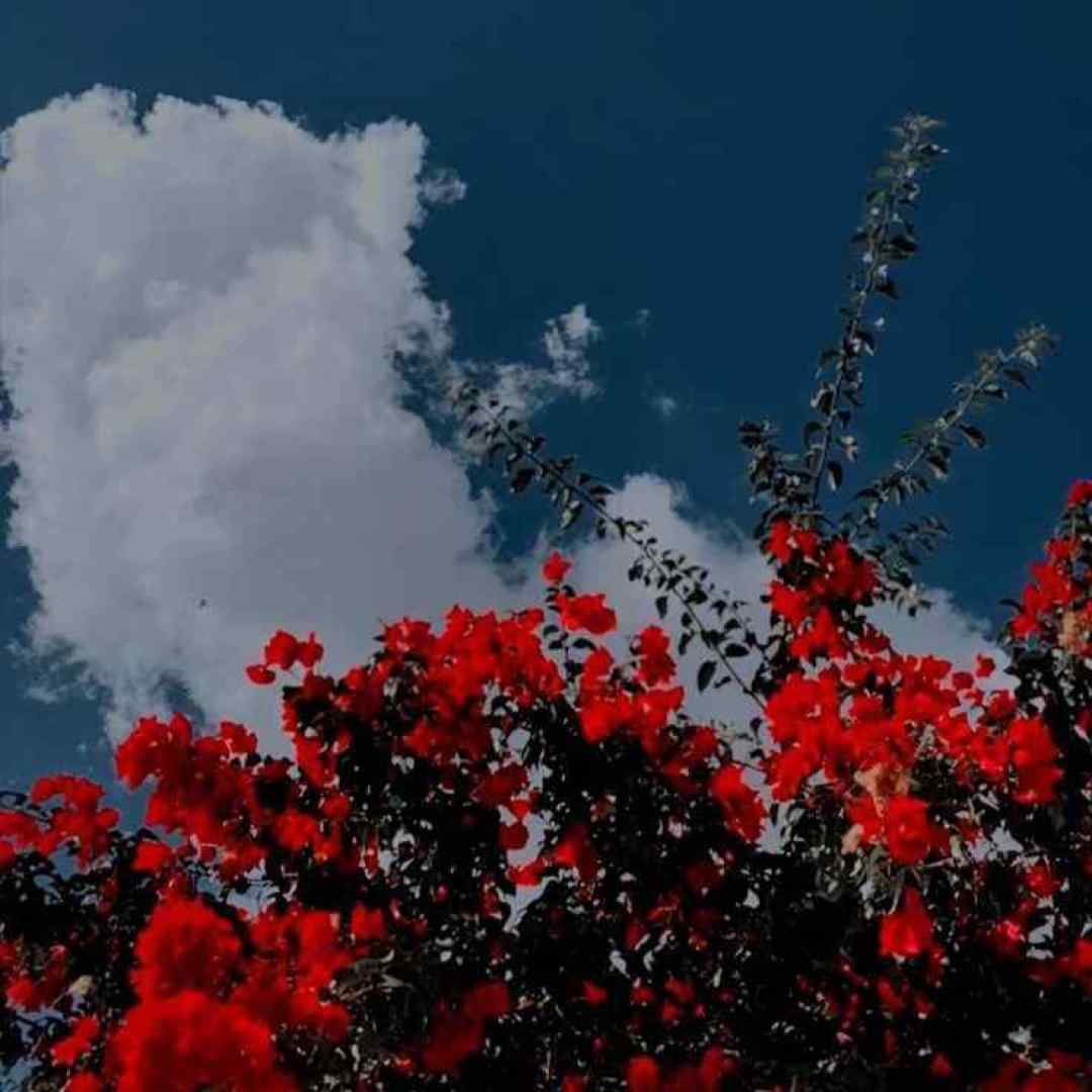 دادم من تورو از دست تنهام گذاشتی از بس با صدای دختر اینستاگرامی