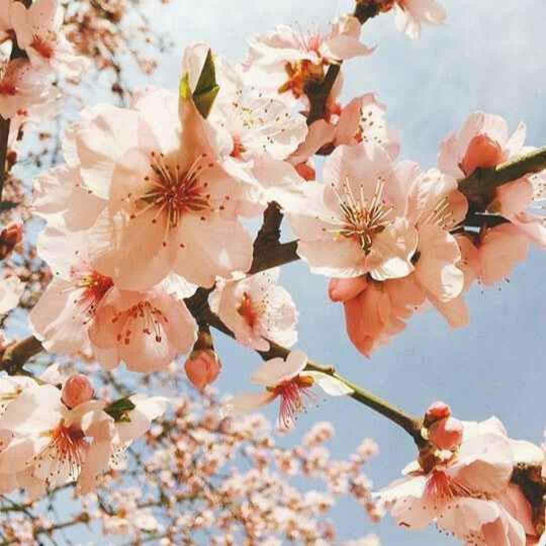  نشکن دلمو بخدا آهم میگیره دامنتو ورژن گیتار