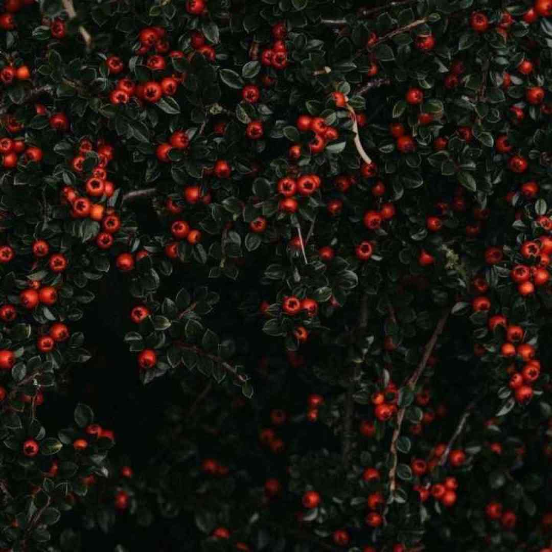  بیخود سنگ میزنی چشات در باغه سبز دلم ورژن گیتار