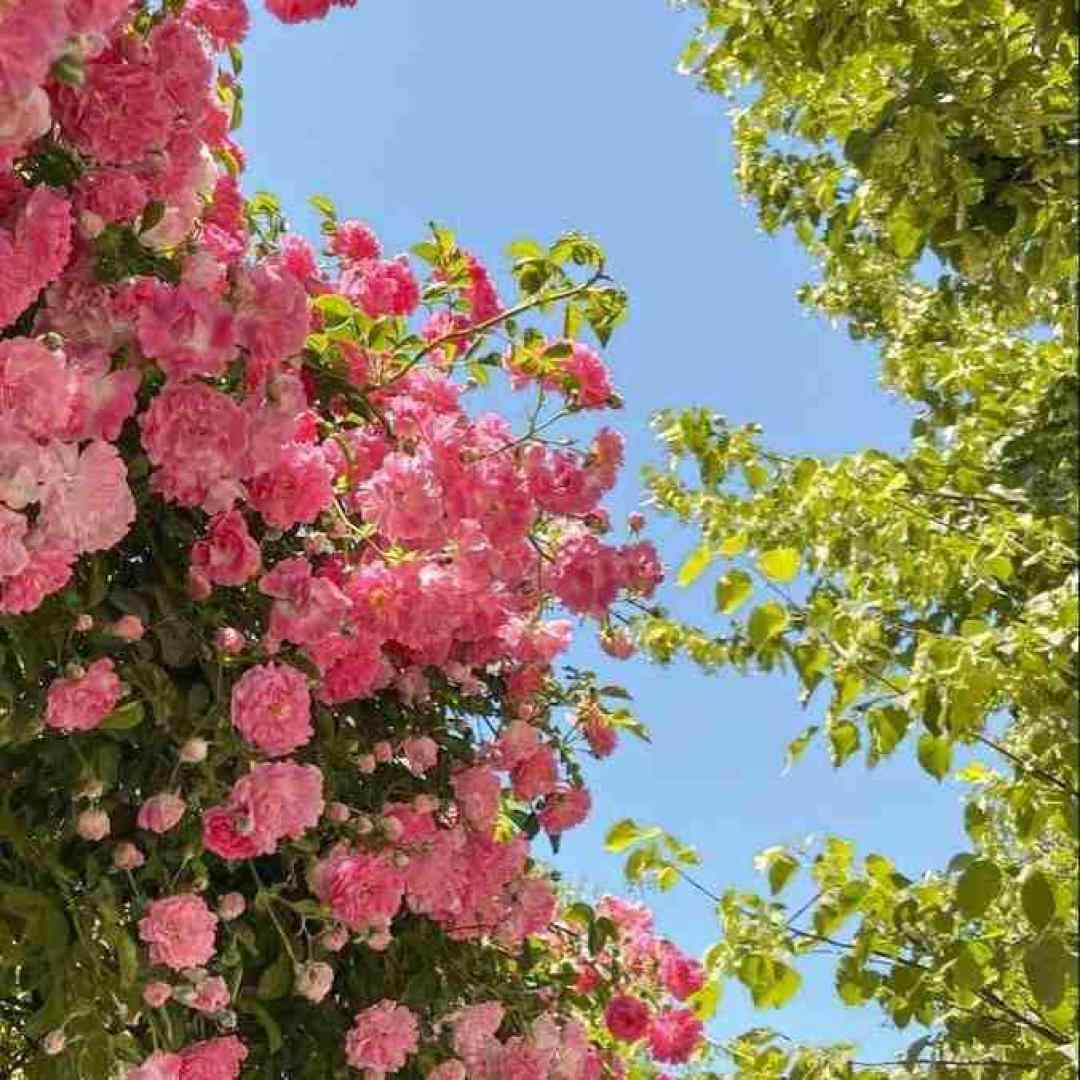 من اگه نباشم کی واسه همیشه تورو میپرسته با صدای پسر