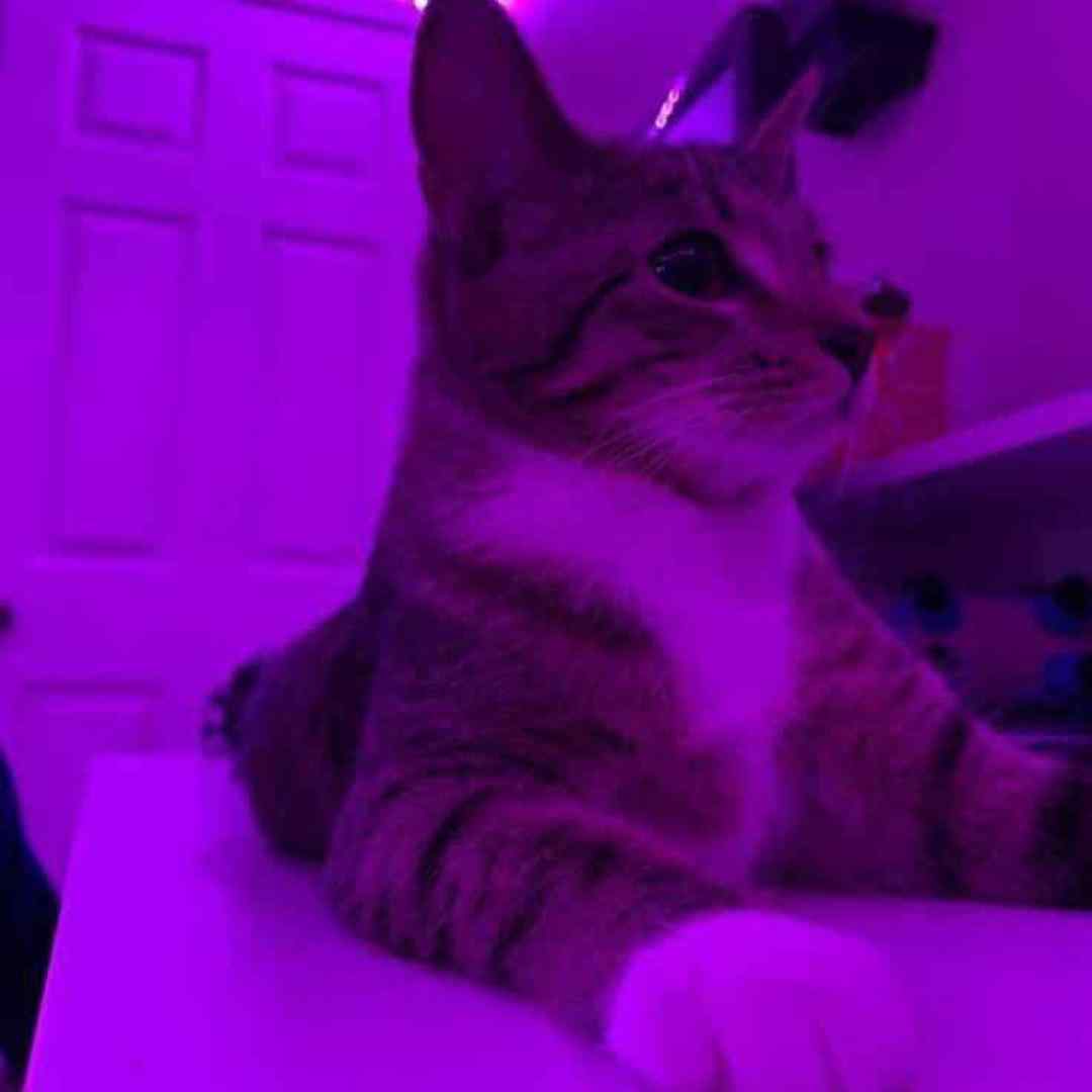  تو که چشمات خیلی قشنگه رنگ چشمات خیلی عجیبه با صدای بچه