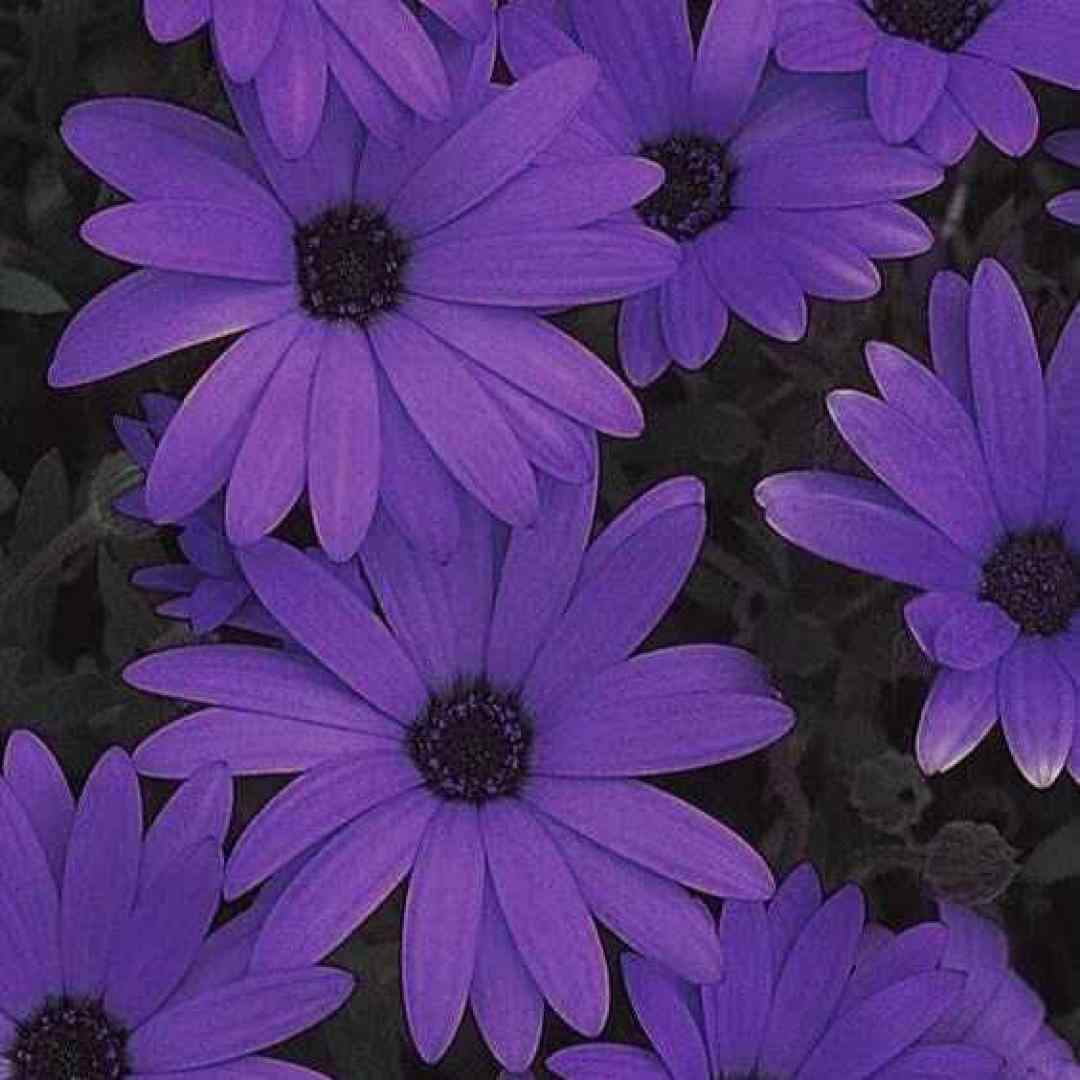  خاطره های های شو بارونی اینستاگرامی