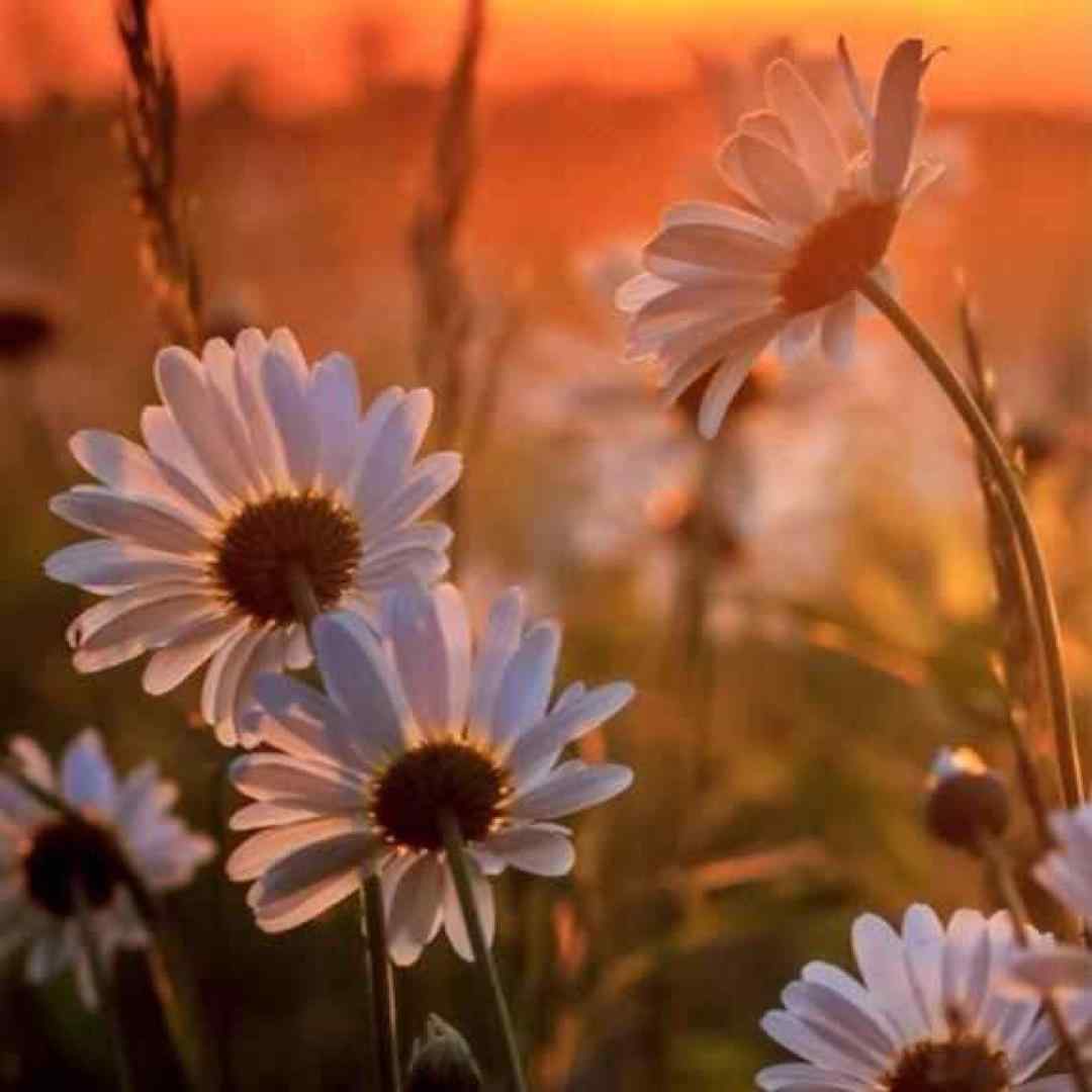  سراغی از ما نگیری نپرسی که چه حالیم با صدای دختر