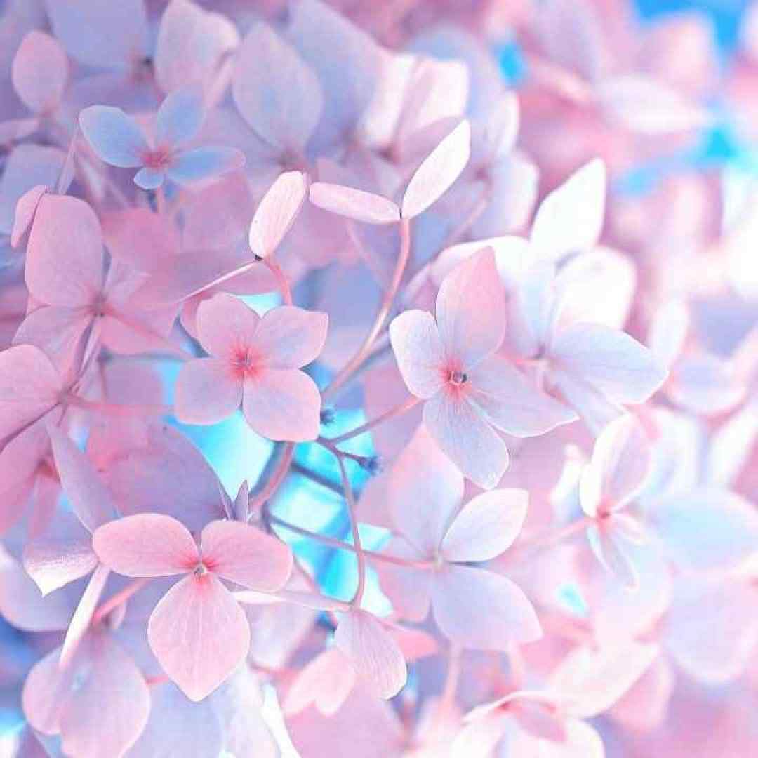  بدون تو یه مروارید مشکی بی صدف من ته مردابم