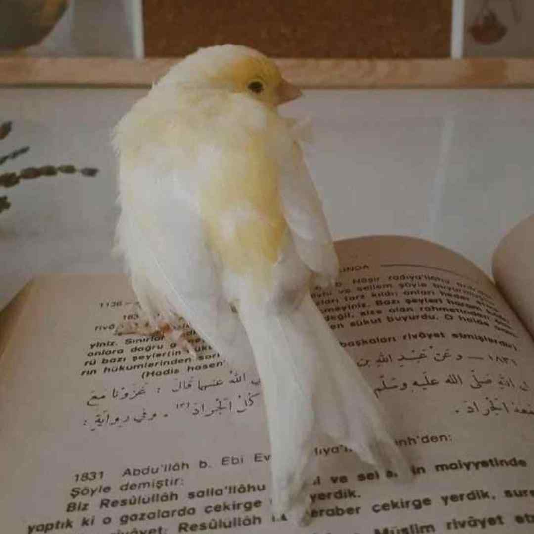  من اینجا پیشتم نگاه کن که دیوونتم