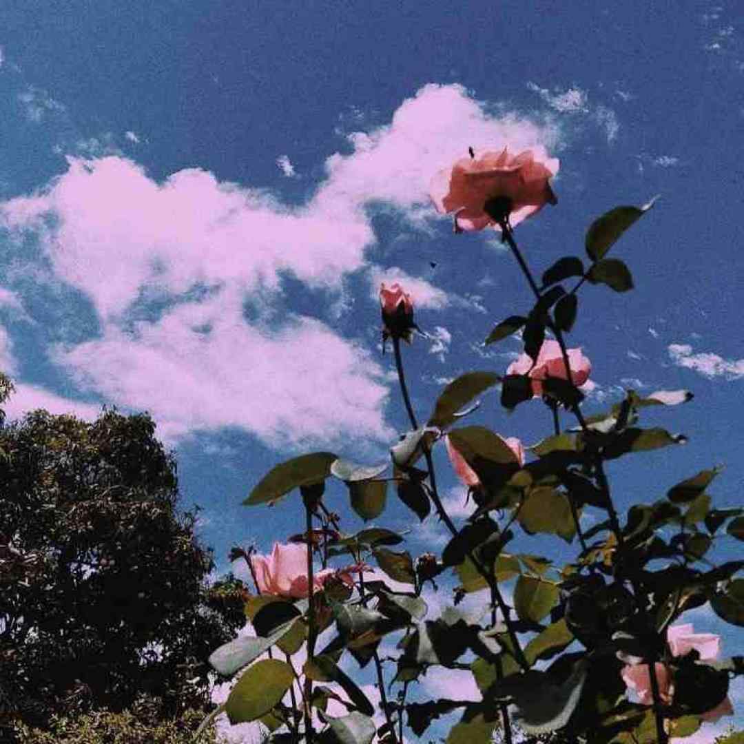 لیلا لیلا آی فرشته مغرور با صدای بچه اینستایی