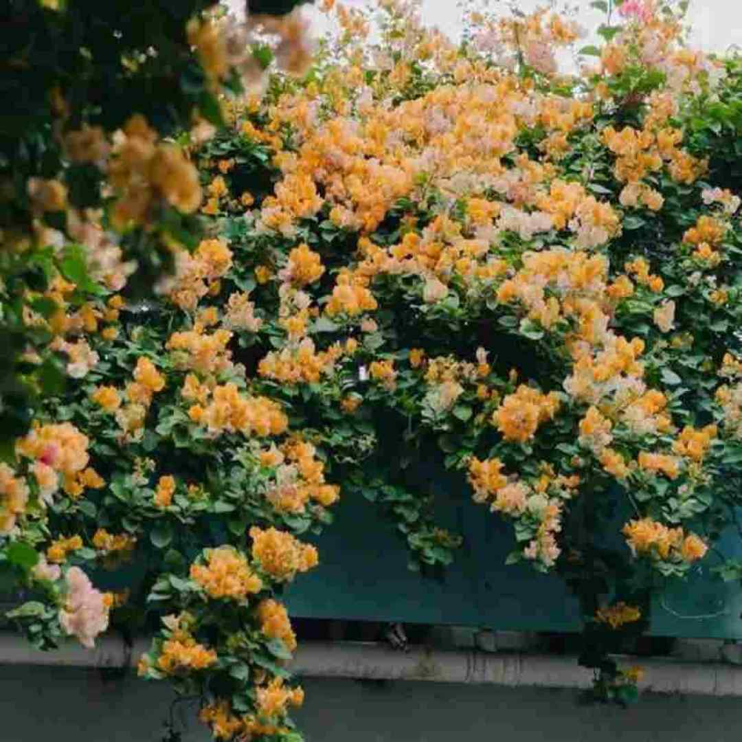 یاز یاز بیتمز اومروم ورژن اینستایی