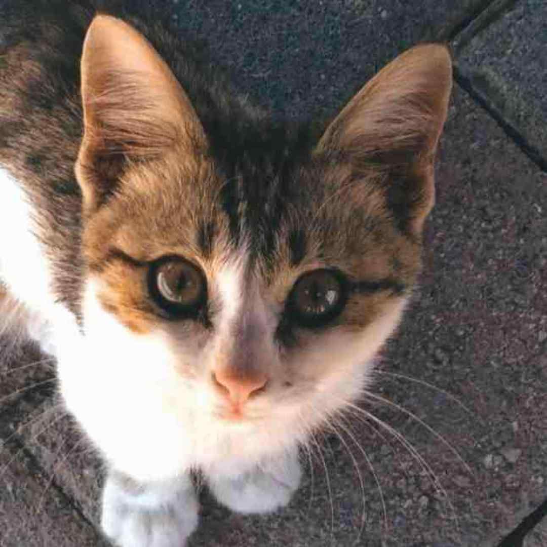 مث باب راس میکشم نقاشی مون بیبی