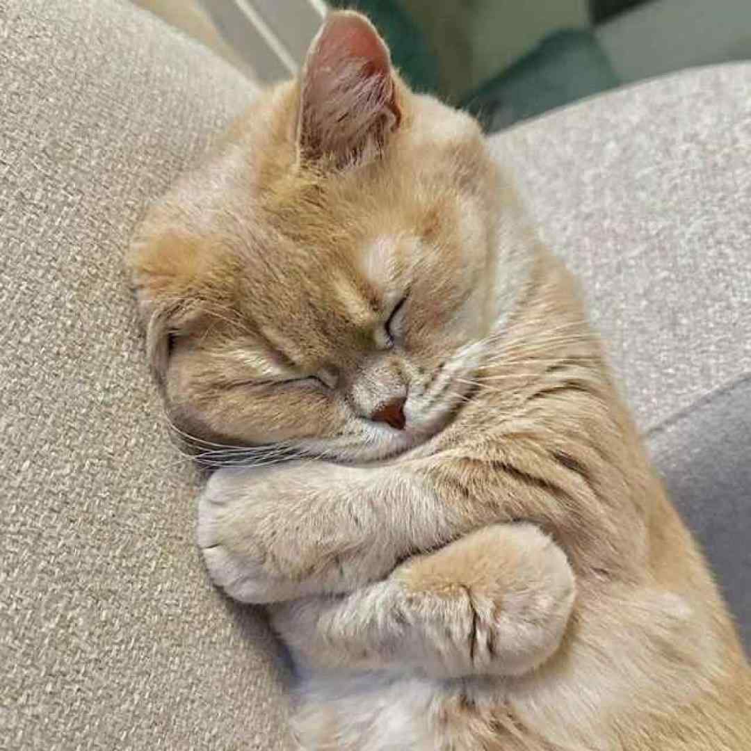 سوختی ای هستی من آن زمانی که با صدای آیسان