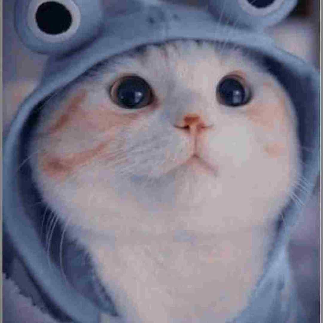 ابرو به من کج نکن کج کلاه خان ورژن کنسرت