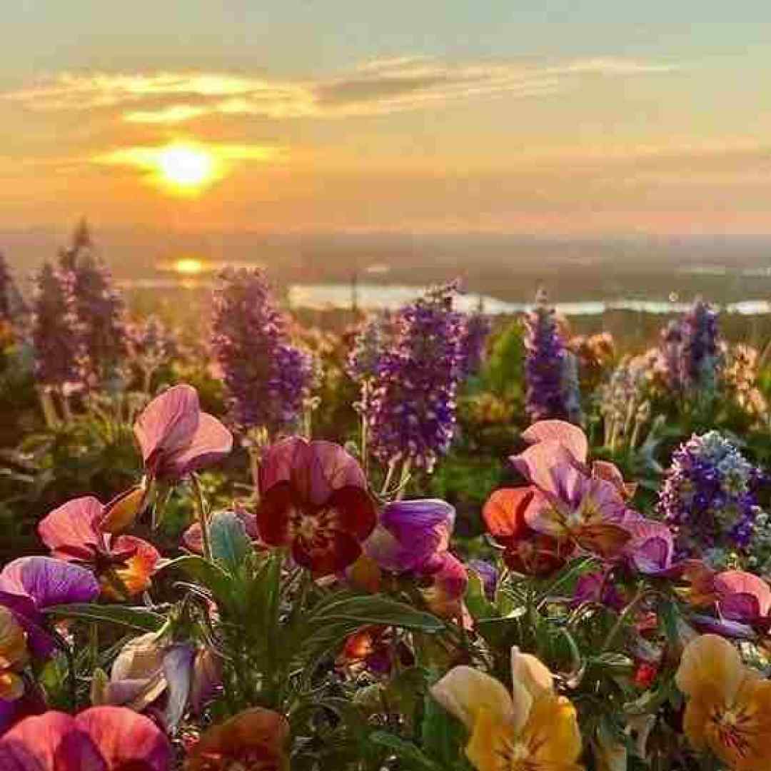  میترسم از این کشور خوسیده خوشبخت ورژن گیتار