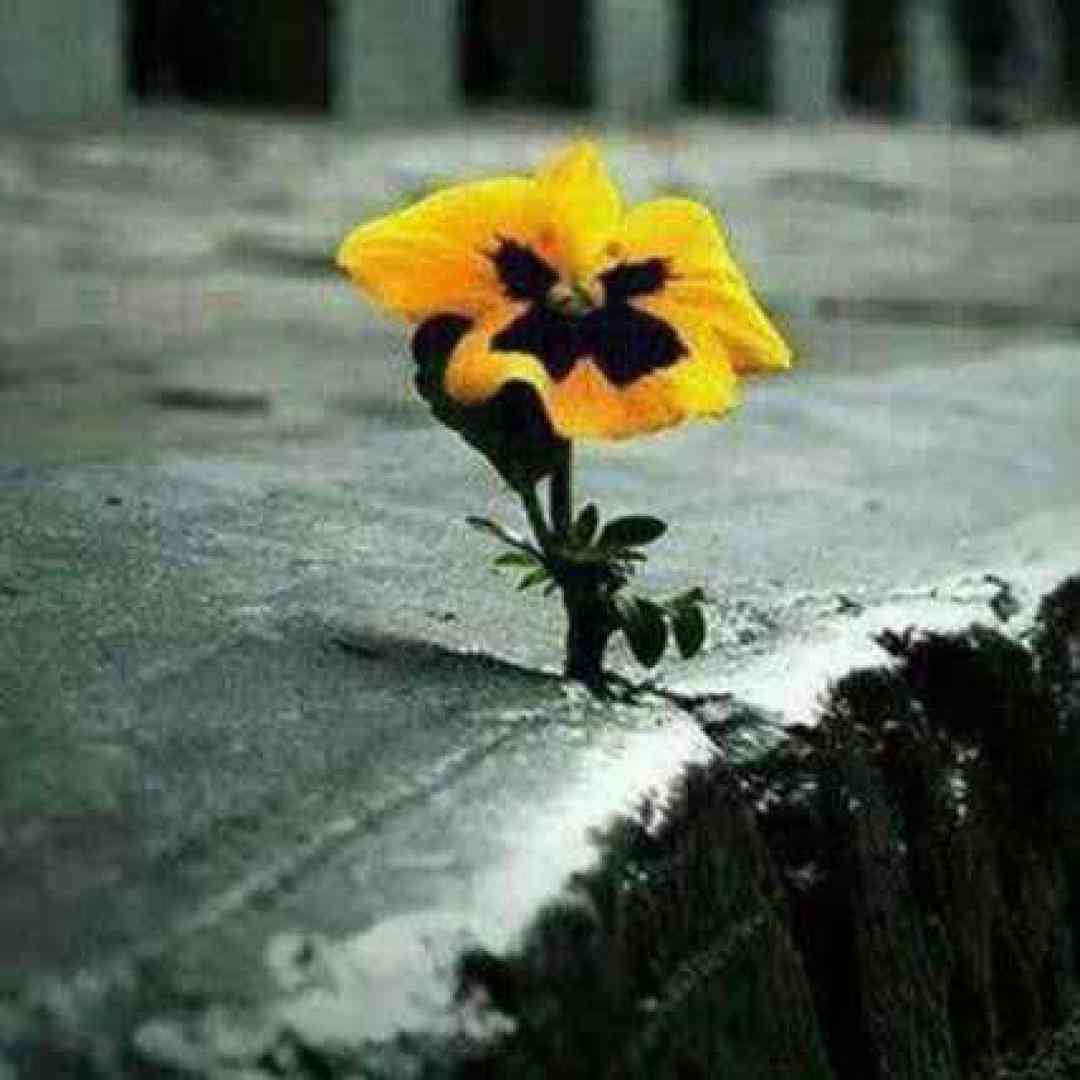 میگن آدم به آدم میرسه کوه به کوه نه