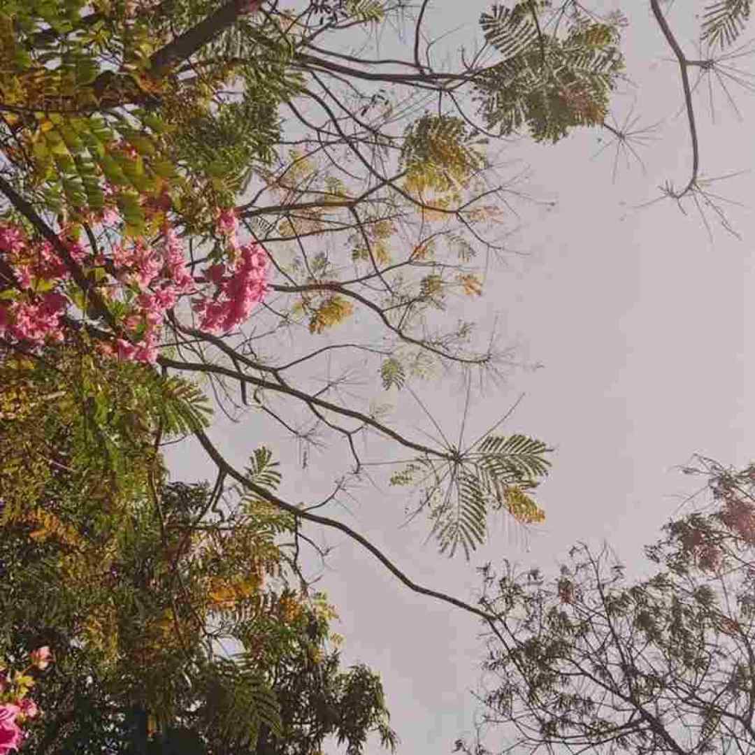  تو فقط بگو میمونی بیبی با صدای بچه