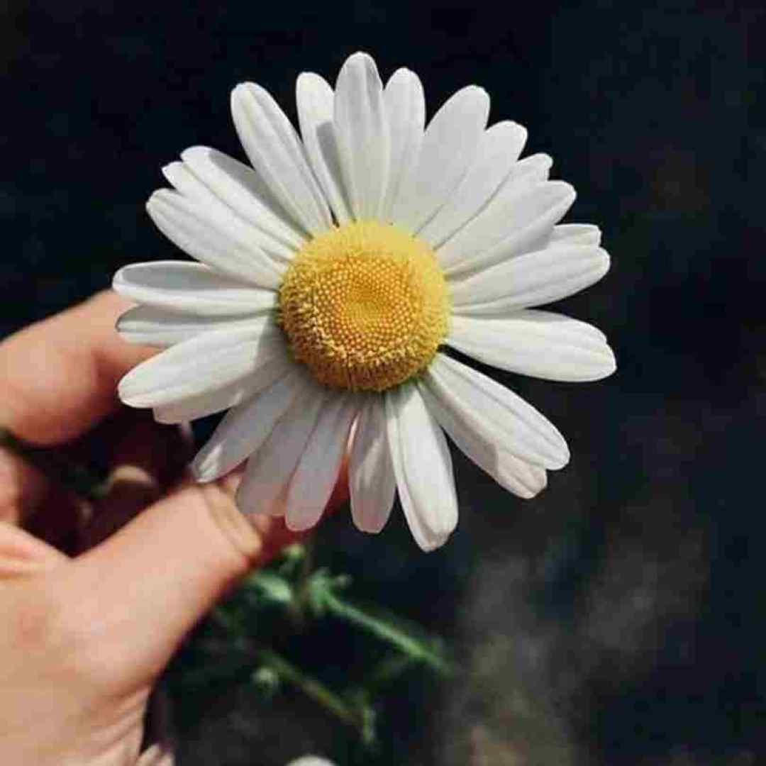  منو منو کلک منو تخبل و شکلک حلو با صدای بچه