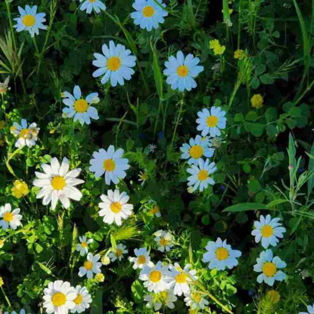 نزار بیشتر از این چشم به راهت با صدای بچه