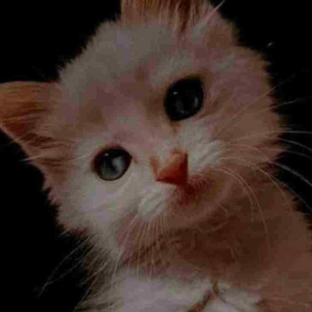  توبه کردم که دلم را به دلت ورژن کنسرت