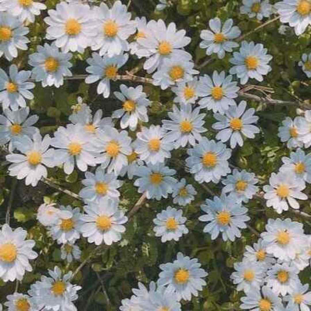 تو که معنای عشقی به من معنا بده ورژن اینستایی