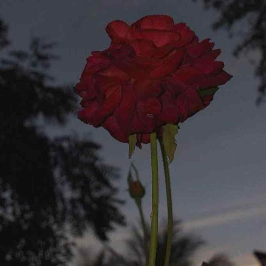  نشد برم با یکی من بعد تو حالم بده ترند اینستاگرامی