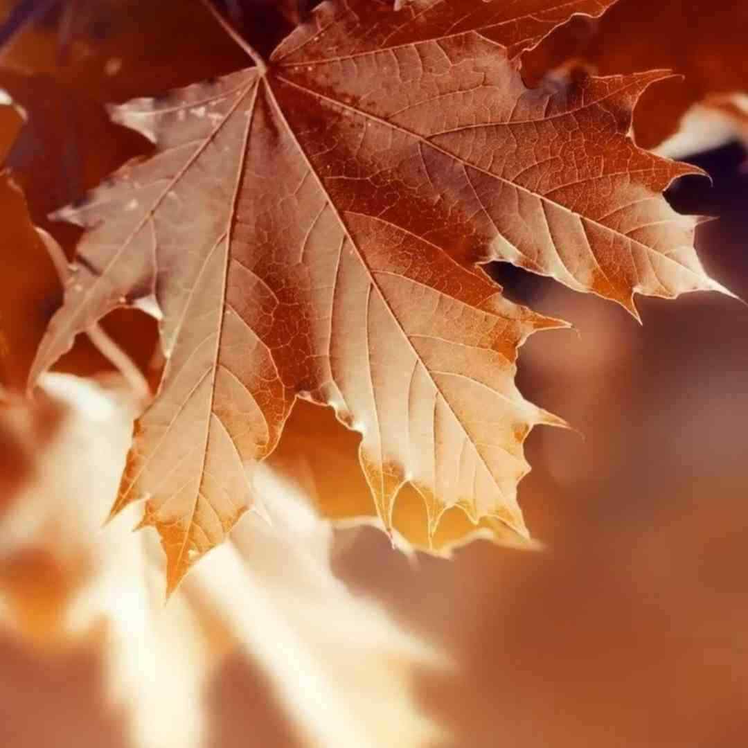  تو اومدی تا باهات آروم بگیرم جگر گوشه ام تویی با صدای بچه