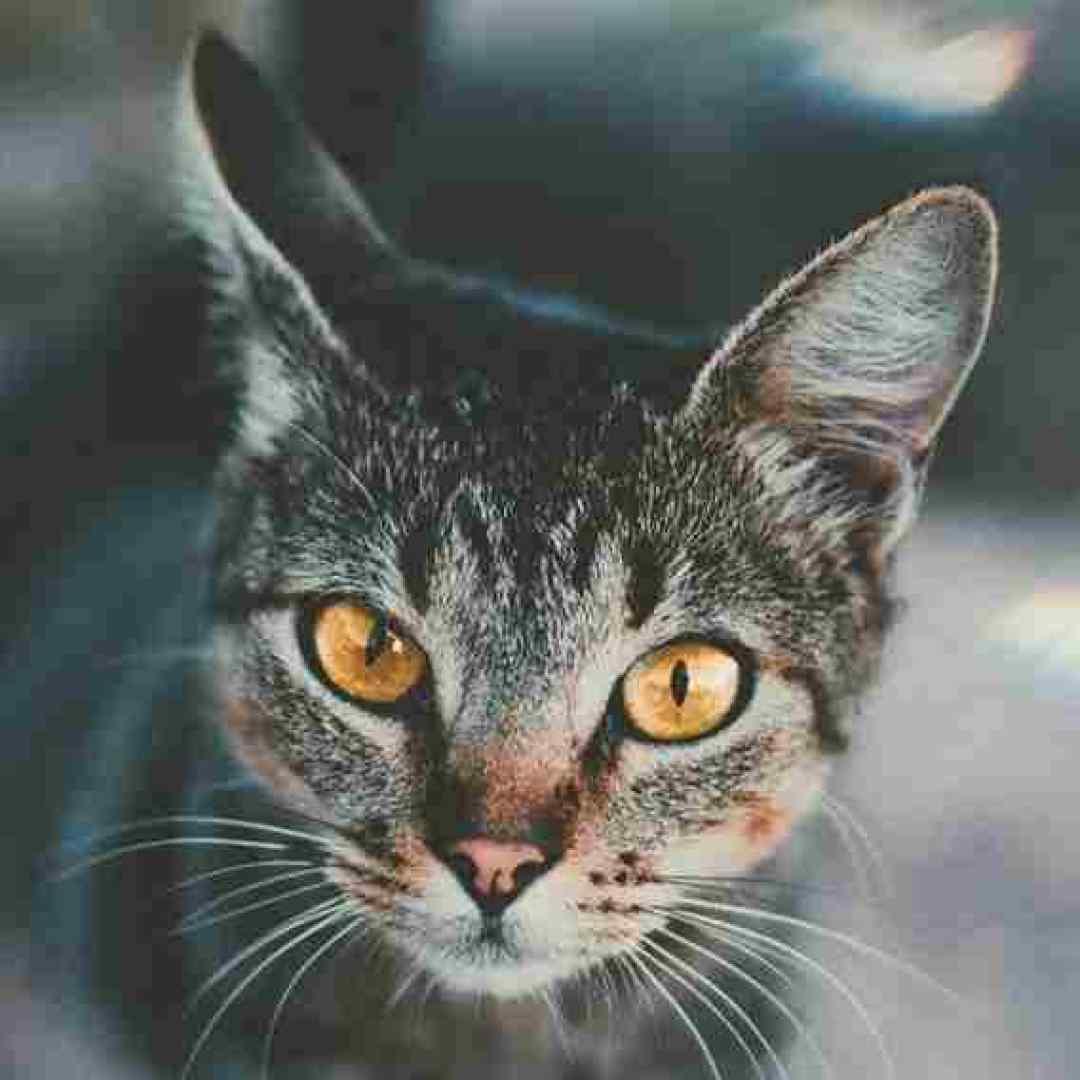  خوش به حال من که تو فال من