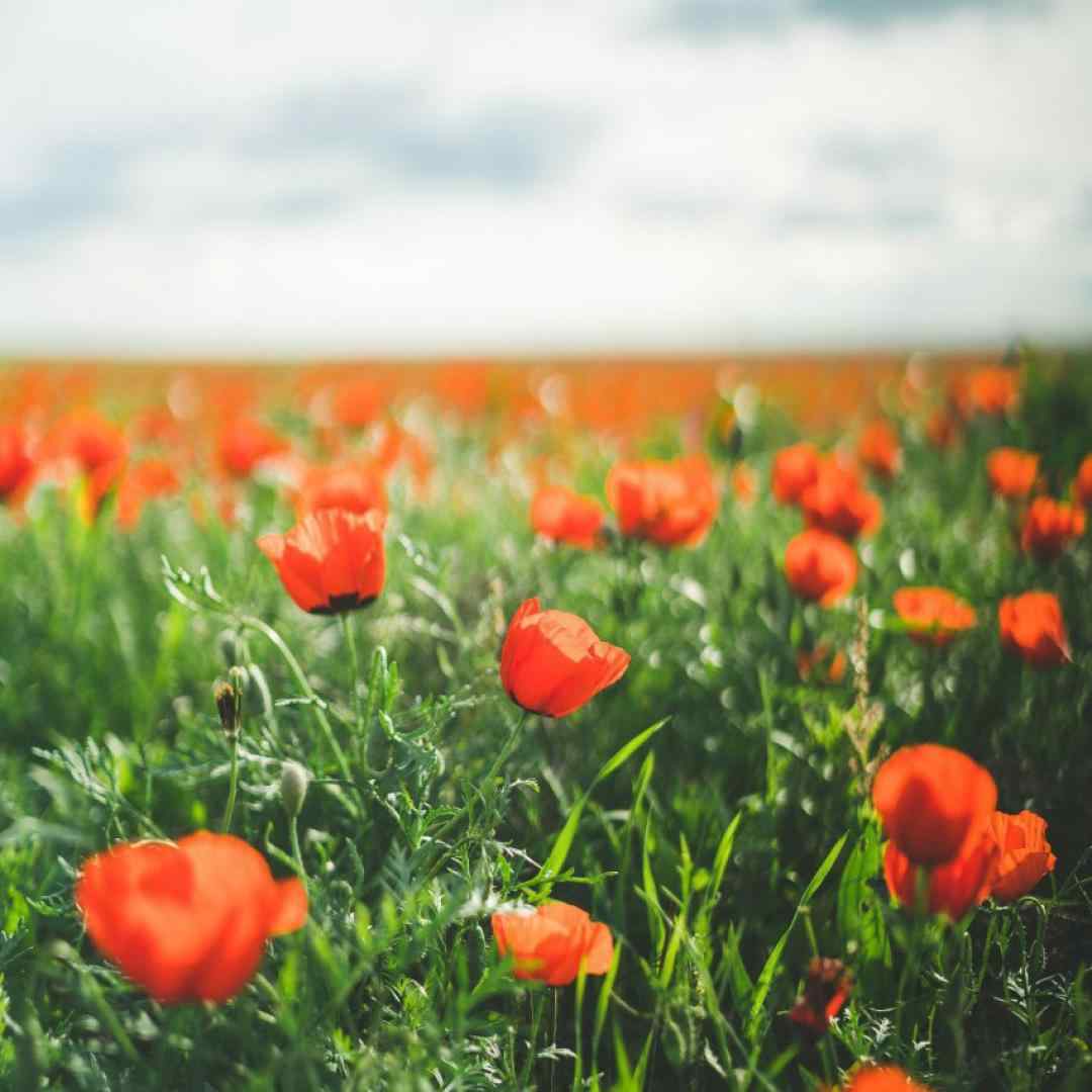 کافام فلاکت اولدو آشکیم نه نه نه