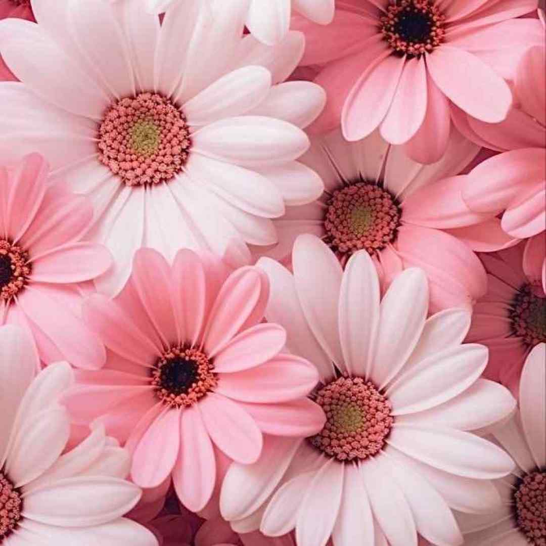  کاشکی برگرده اونی که عاشقم کرده اونی با صدای بچه