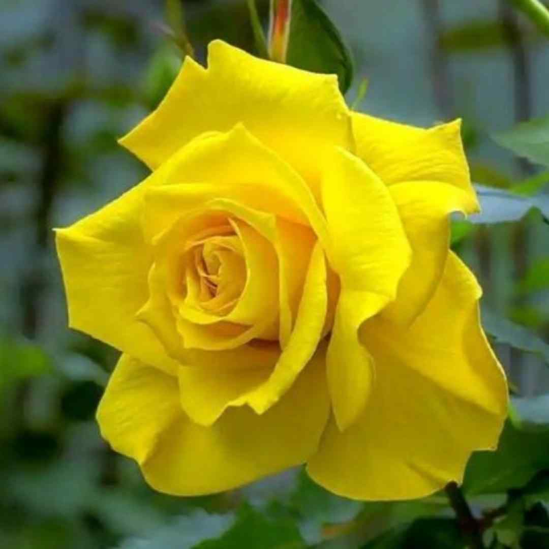 فاطمه عطایی یادش بخیر