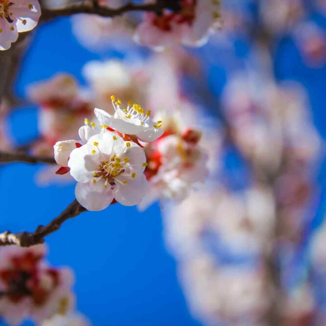  بگو کدوم یاس سفید هوش مصنوعی با صدای زن و مرد