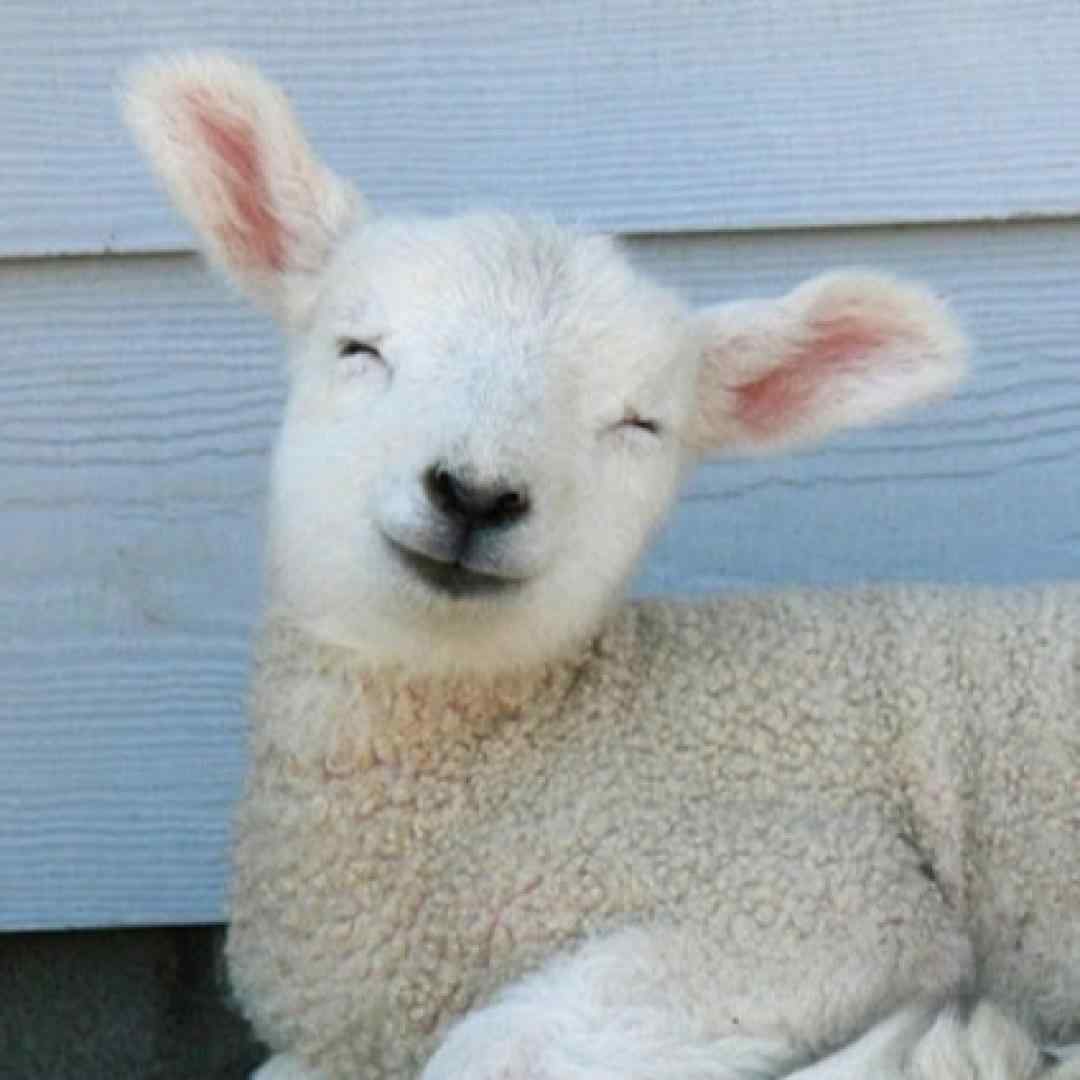  ببعی تو بازیگوشی مثل منی باهوشی