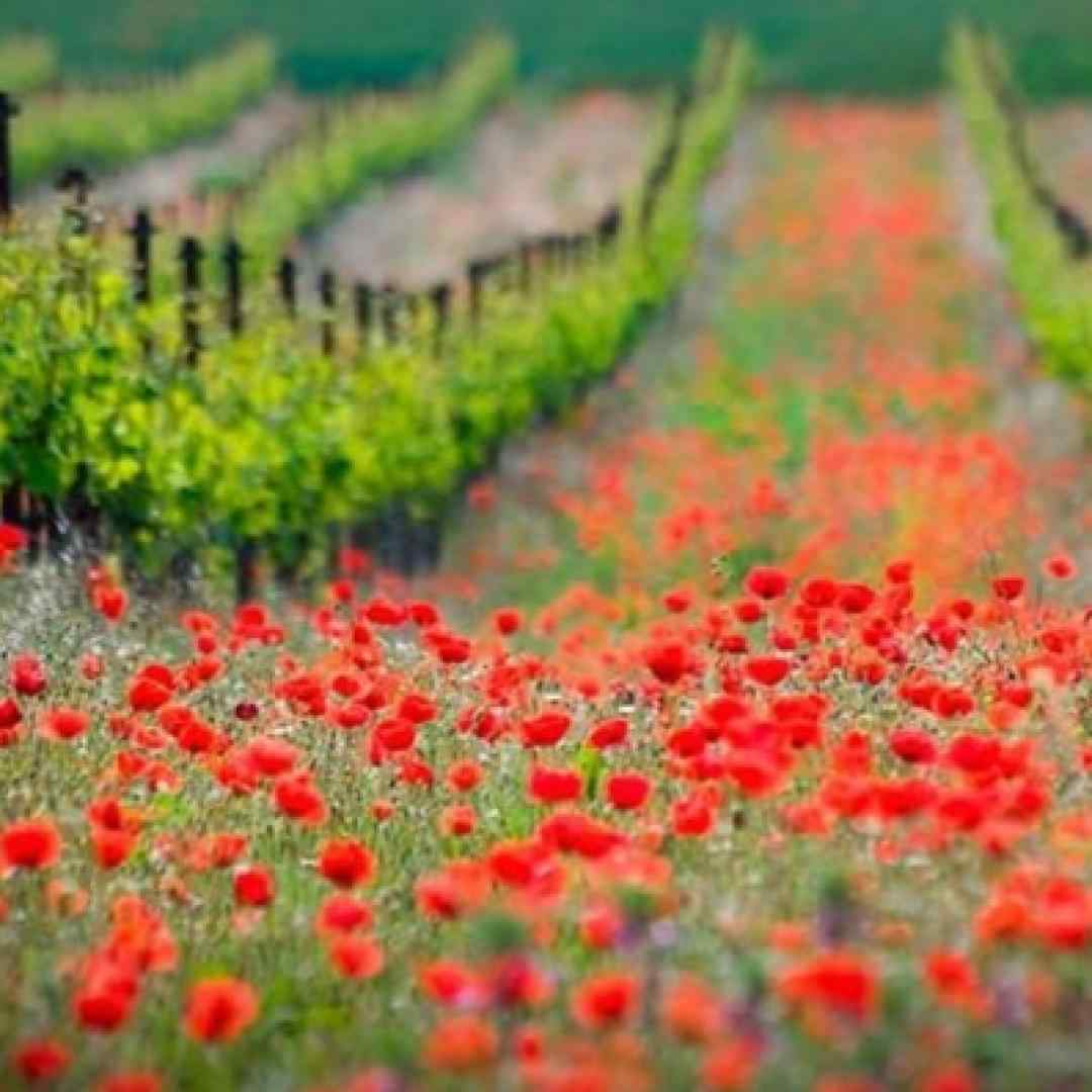  دور کمر شال طلایی داری ترند اینستا