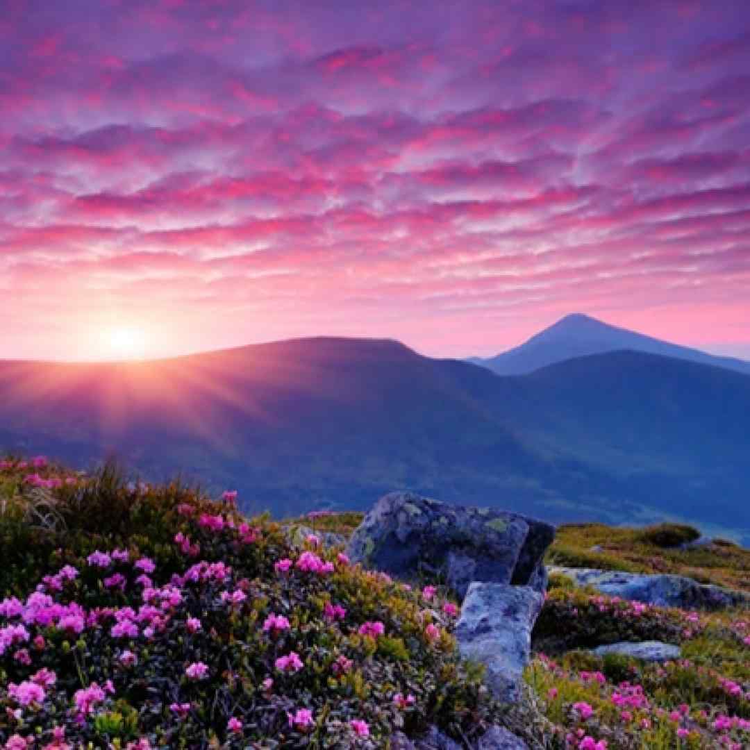  ای گل رویایی ای مظهر زیبایی هوش مصنوعی