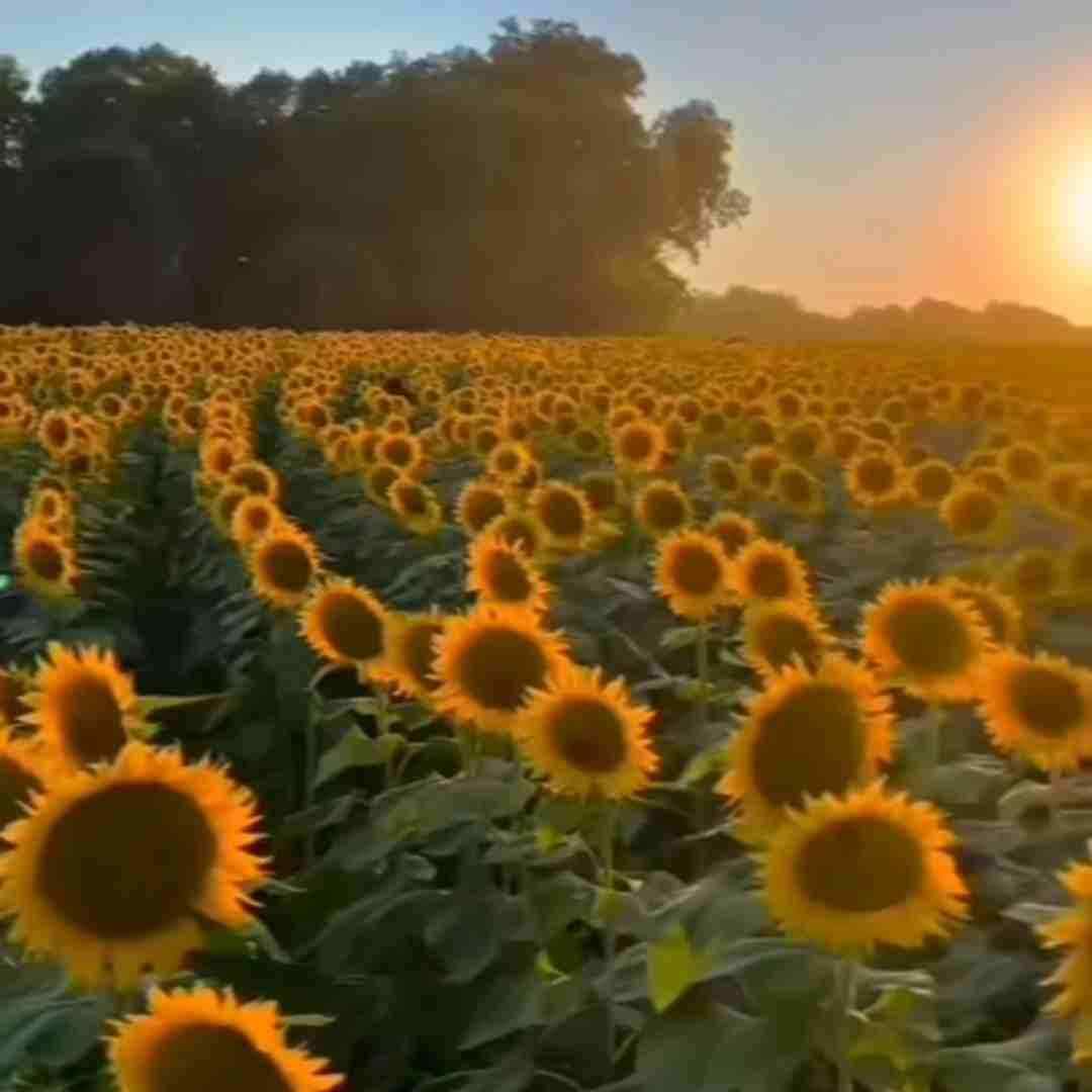 بگو میشه ببینم یه روزی باز تورو جوابمو بده با صدای بچه