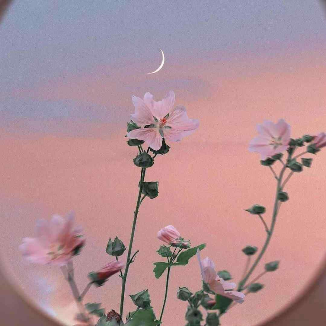 ستاره عقیلی الماس