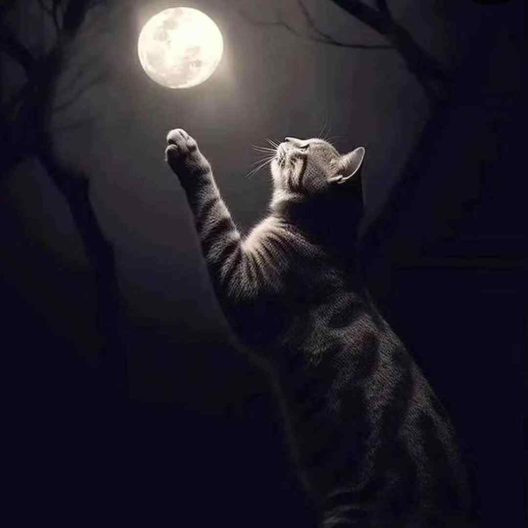  نمیچینم گلی که خار داره دلبر نمیخوام دختری ورژن گیتار