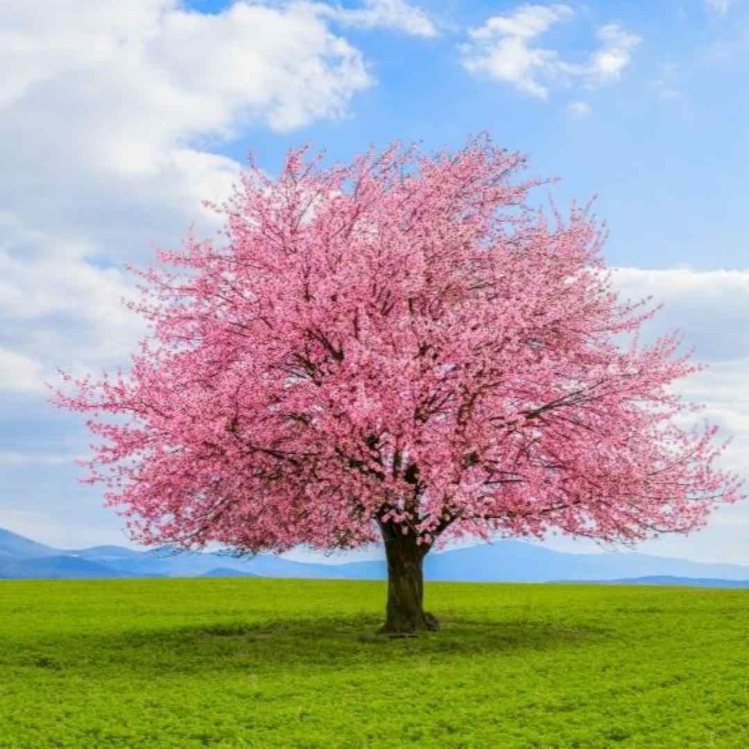  یار خوشگلم زلیخا عزیز دلم زلیخا میکس با آهنگ خارجی ترند اینستا