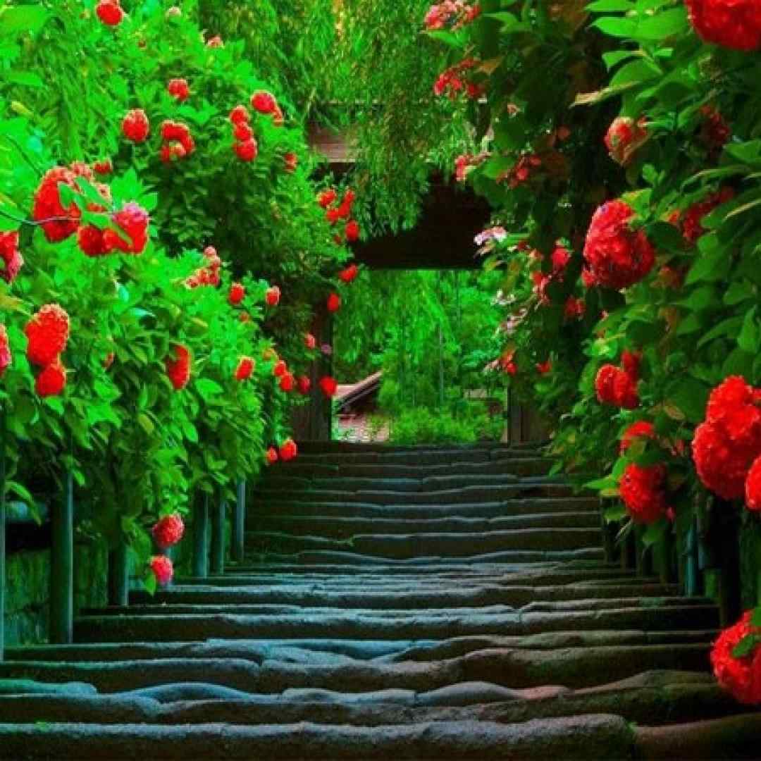  دخیا میشن فدام سیبیلا میگن سلام