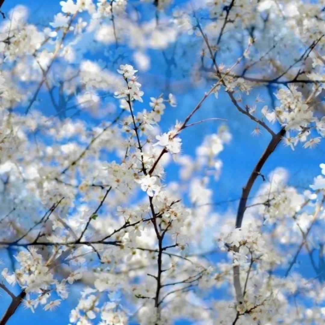  بی قرارم نگارم تیره شد روزگارم هوش مصنوعی