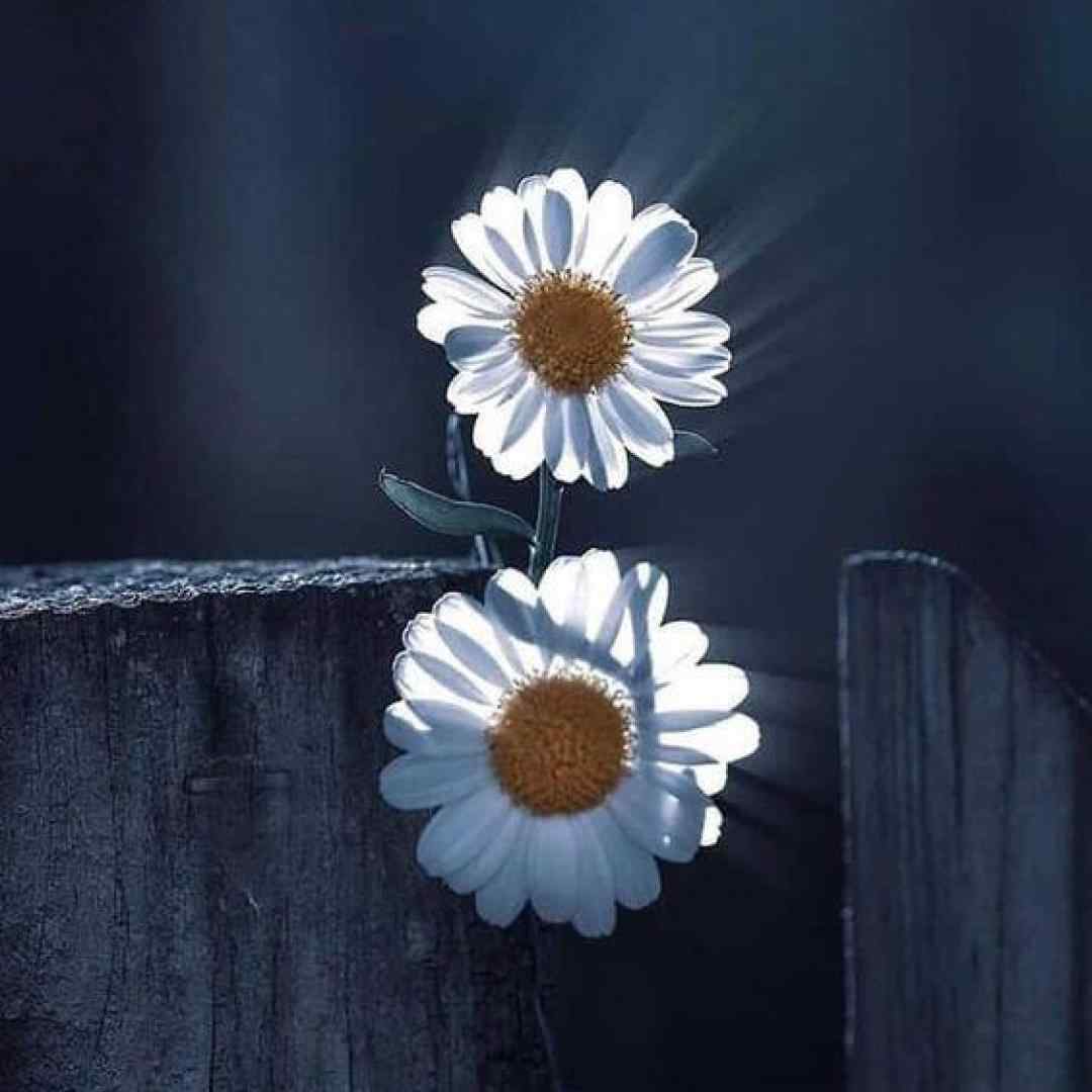  بعد تو کجا برم بعد تو زیاده غم بعد تو