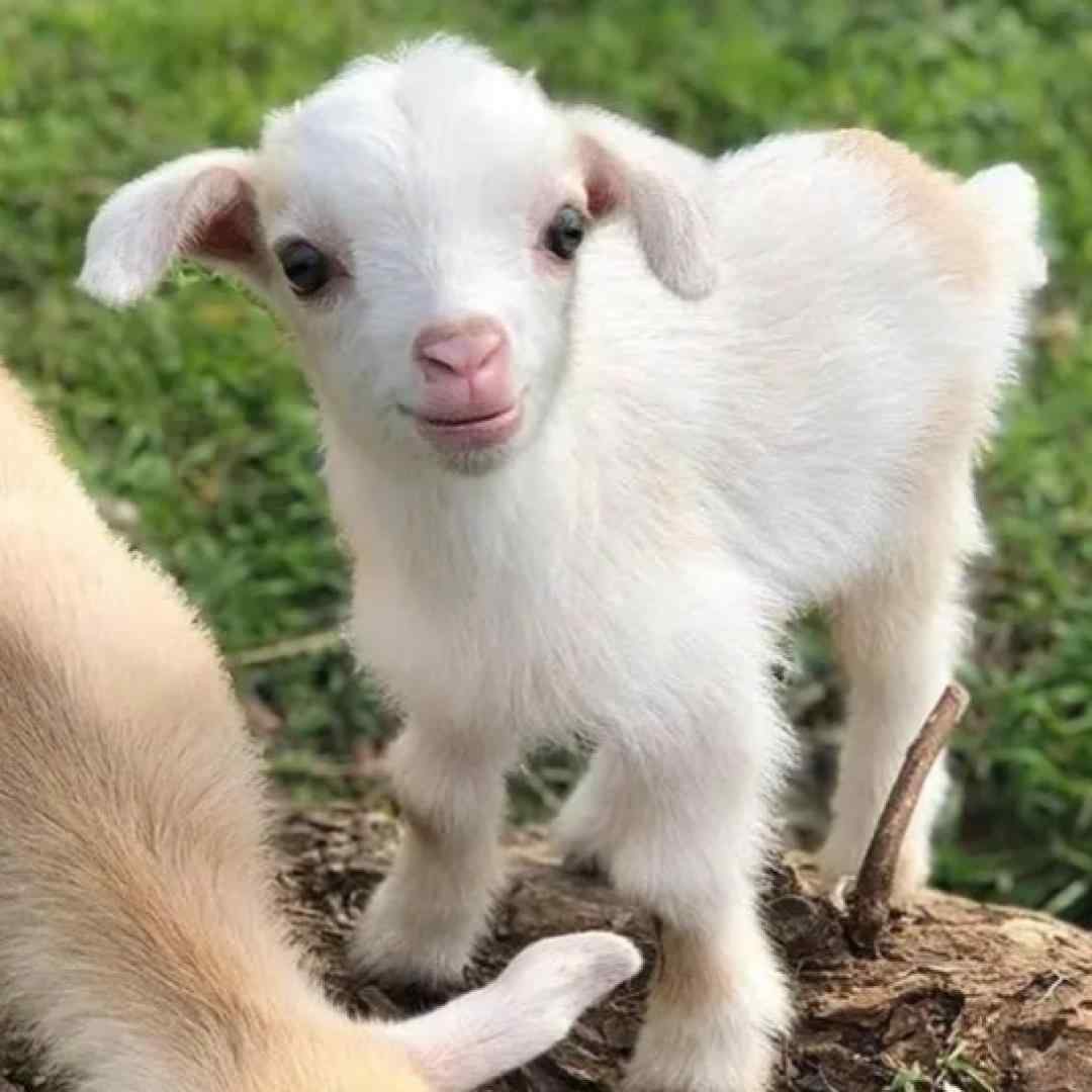 ببعی تو بازیگوشی مثل منی باهوشی ورژن غمگین با صدای دختر