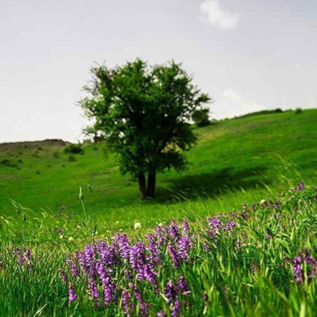 ای دلبرم قدت بلنده چشمات سیاه و موهات کمنده با صدای زن